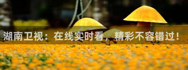 直播平台 熊猫：湖南卫视：在线实时看，精彩不容错过！